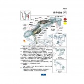 肌肉健美训练图解（最新版）